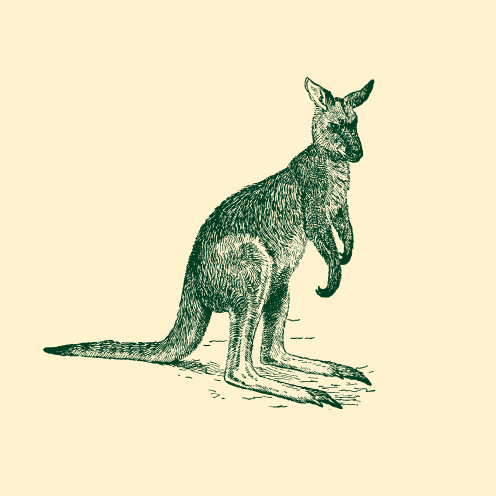 Artistic drawing of a kangaroo.