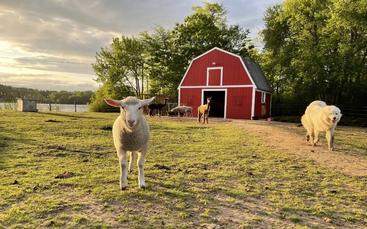 Red Barn and Sheep